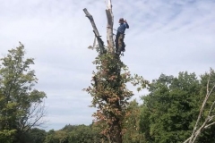 Cutting down a large tree 1