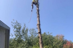 Cutting down a large tree 2