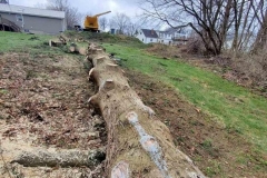 Pine Tree – Removal - After 1