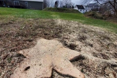 Pine Tree – Removal - After 2