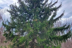 Pine Tree – Removal - Before