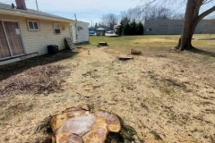 Stump Grinding - Before