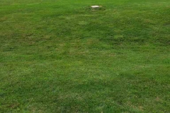 Stump Grinding - Project-2 - Before