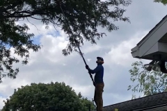 Tree pruning