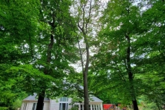 Tree Removal Near Pool - Before