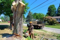 Tree Removal