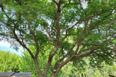 Tree Trimming