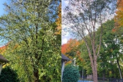 Tree Trimming